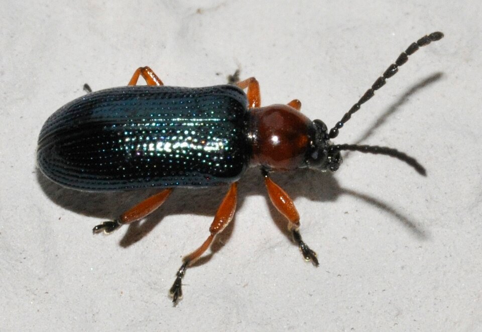 Cereal Leaf Beetle