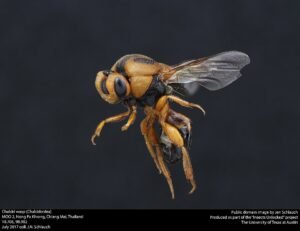 Chalcid Wasps