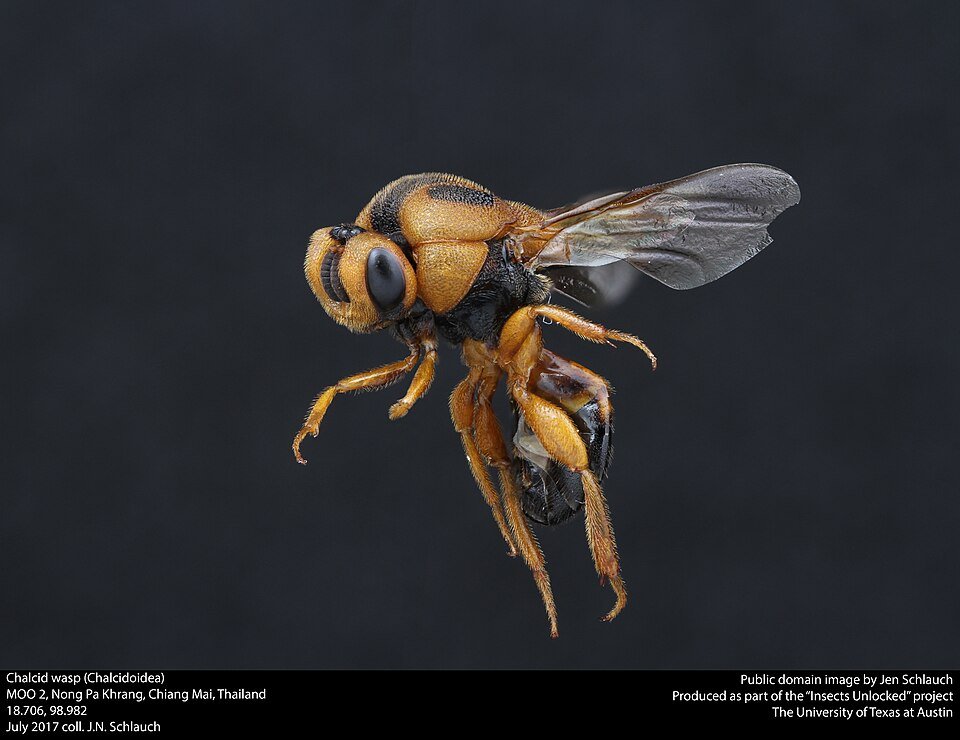 Chalcid Wasps
