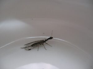 Snakefly