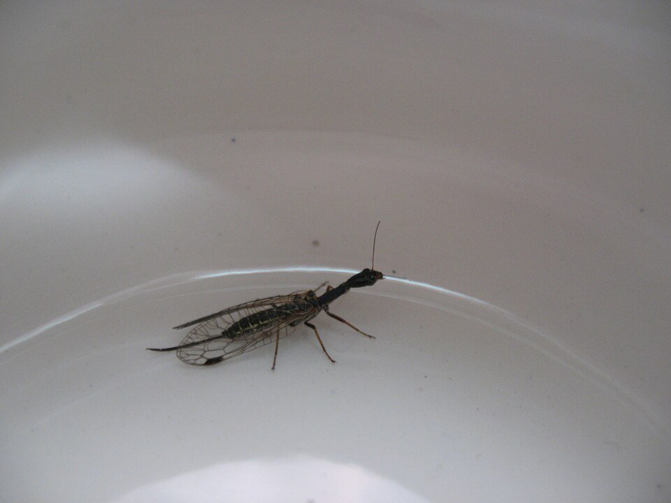 Snakefly