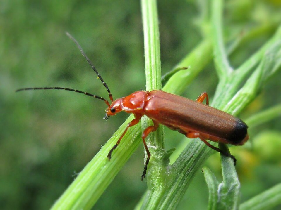 Soldier Beetle