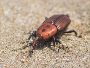 Red Palm Weevil