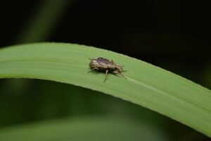 Rice Water Weevil