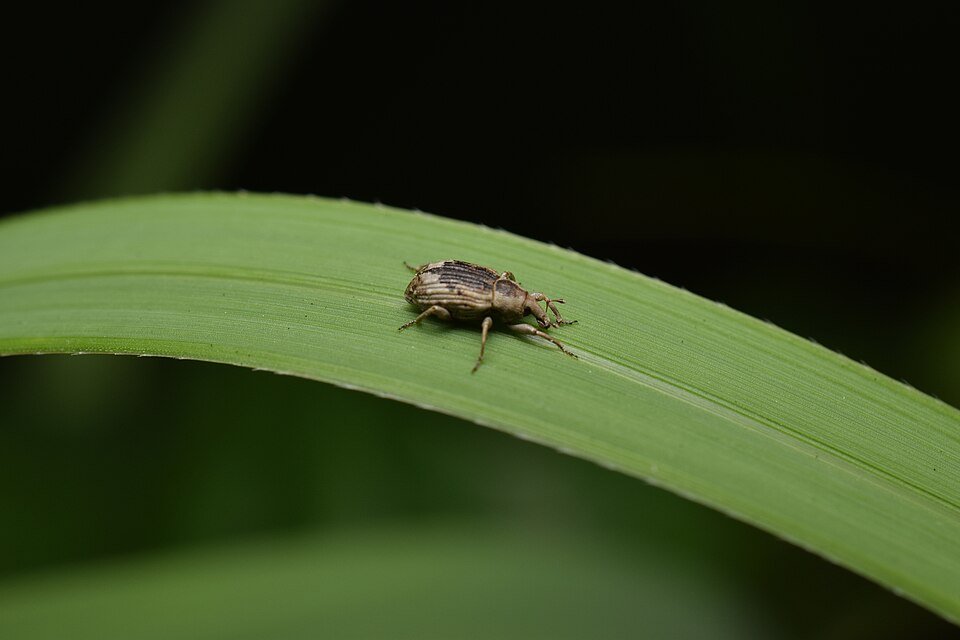 Rice Water Weevil