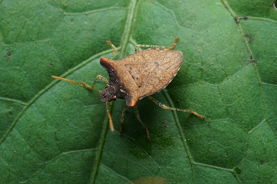 Spined Soldier Bug