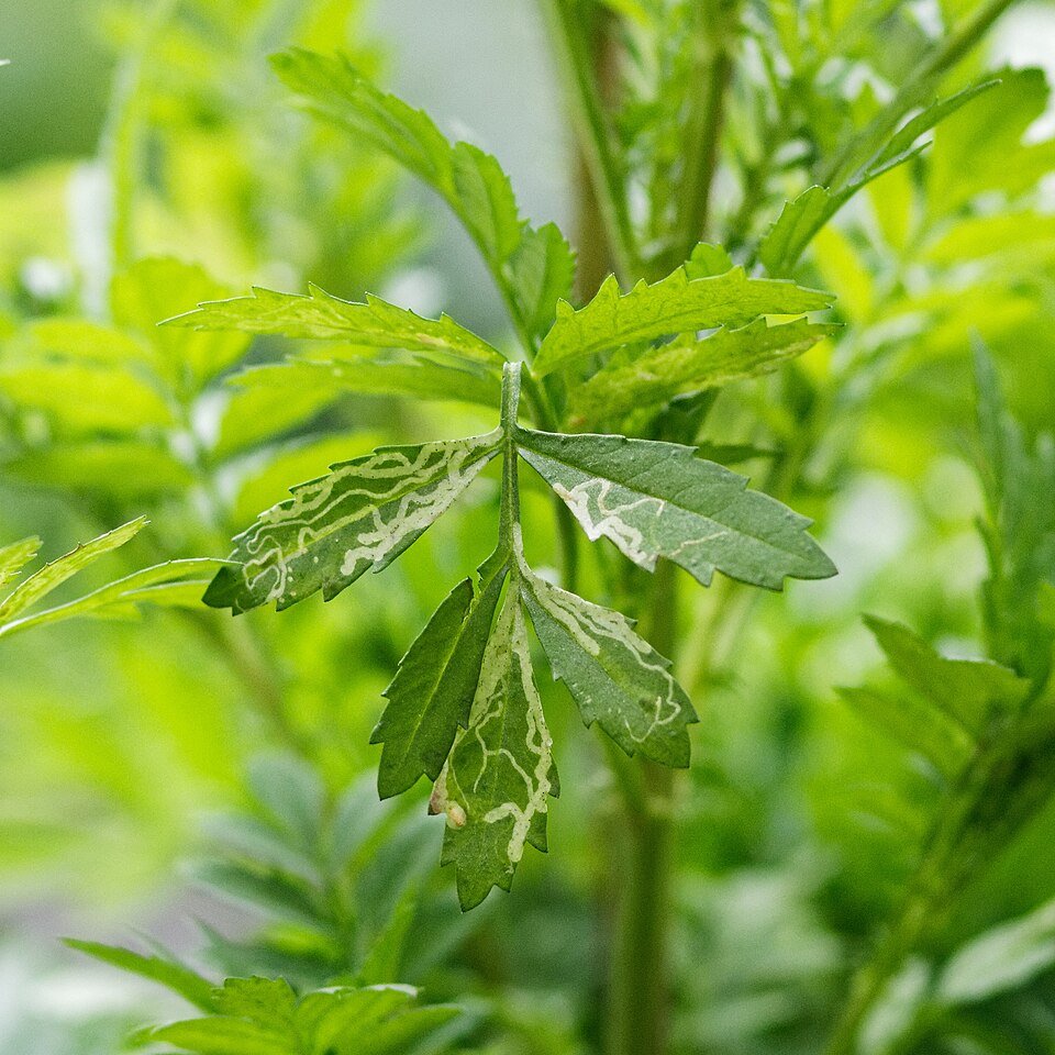 Leafminers
