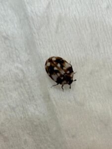 Varied carpet beetle (Anthrenus verbasci)