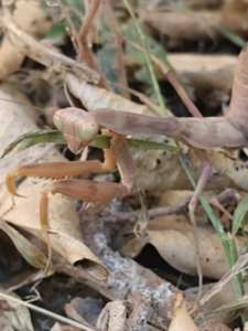 Iris oratoria, common name Mediterranean mantis, is a species of praying mantis. 